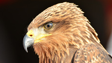 Schwarzmilan (12).jpg